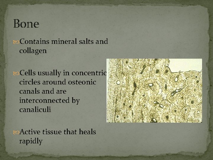 Bone Contains mineral salts and collagen Cells usually in concentric circles around osteonic canals