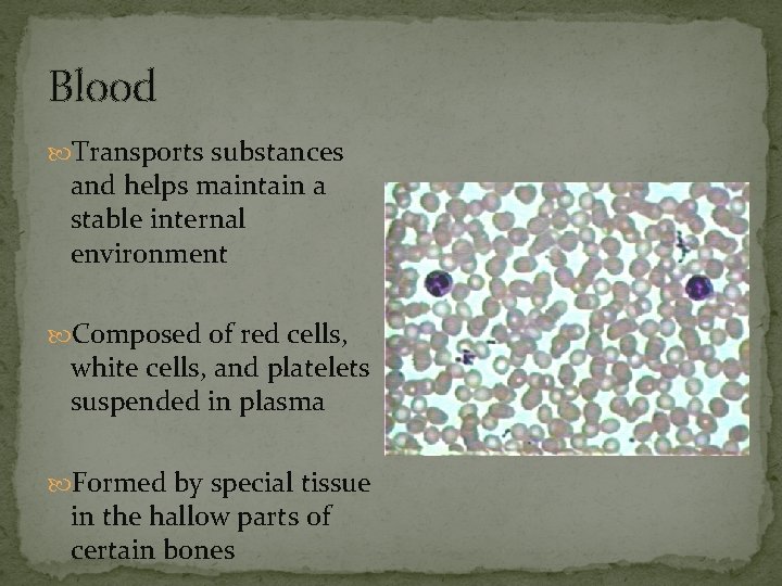 Blood Transports substances and helps maintain a stable internal environment Composed of red cells,
