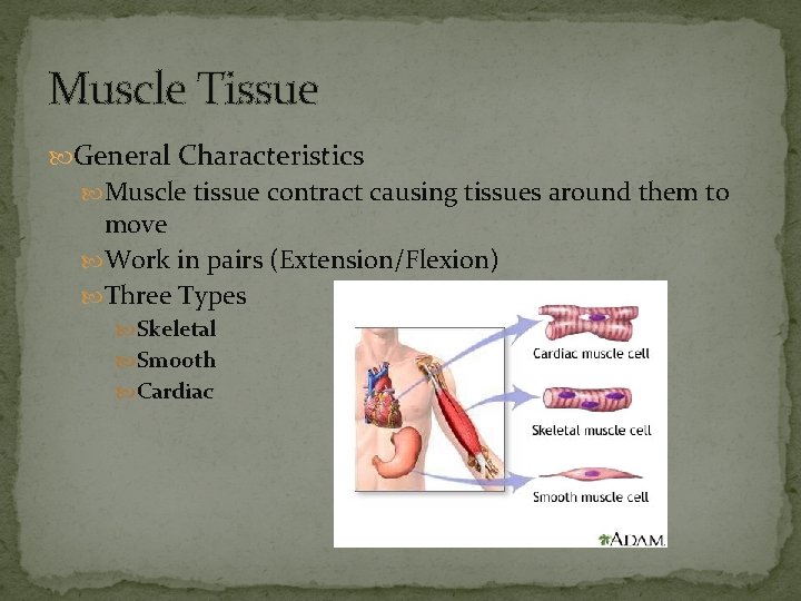 Muscle Tissue General Characteristics Muscle tissue contract causing tissues around them to move Work