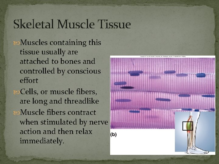 Skeletal Muscle Tissue Muscles containing this tissue usually are attached to bones and controlled