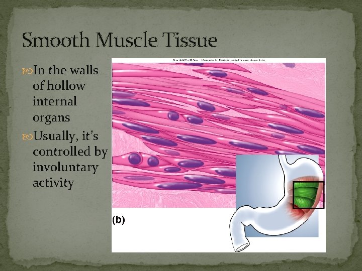 Smooth Muscle Tissue In the walls of hollow internal organs Usually, it’s controlled by