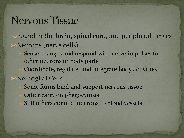 Nervous Tissue Found in the brain, spinal cord, and peripheral nerves Neurons (nerve cells)