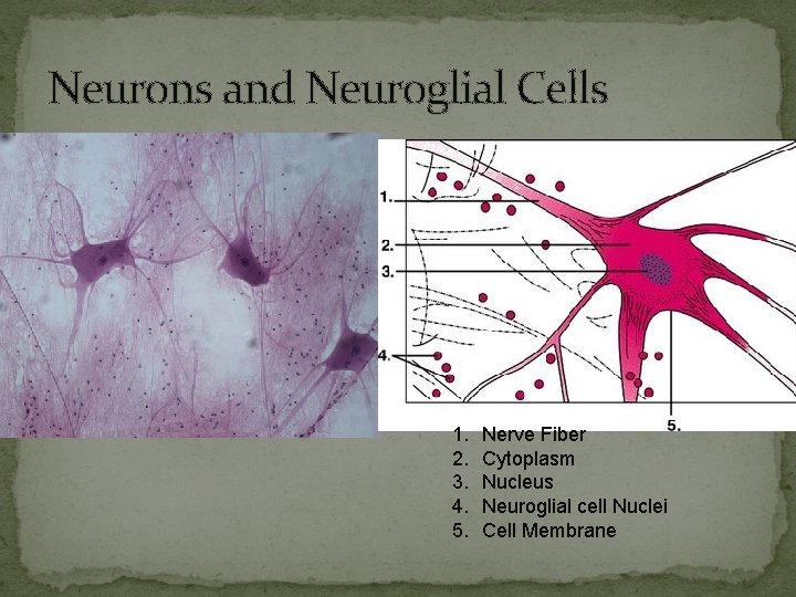 Neurons and Neuroglial Cells 1. 2. 3. 4. 5. Nerve Fiber Cytoplasm Nucleus Neuroglial