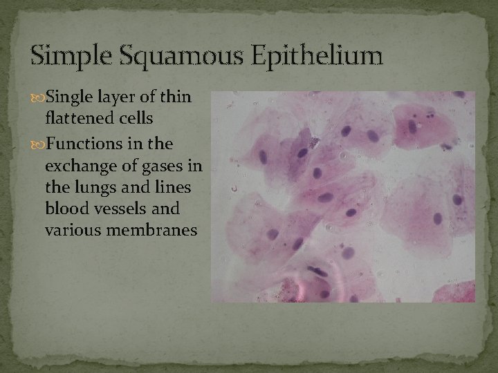 Simple Squamous Epithelium Single layer of thin flattened cells Functions in the exchange of