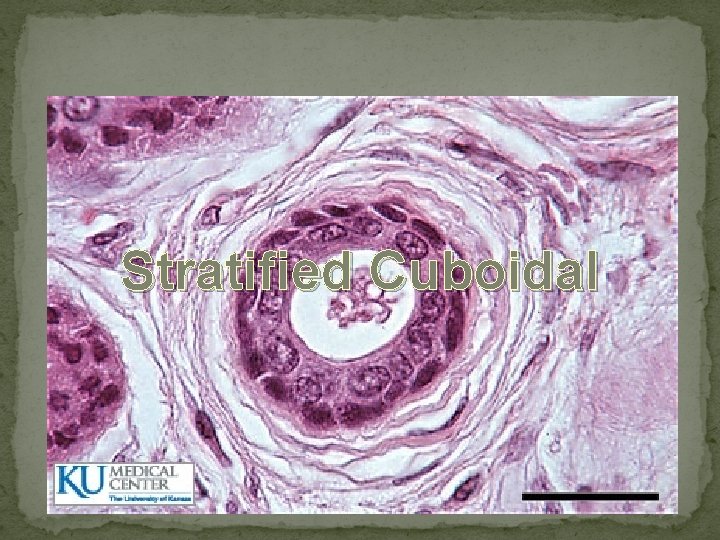 Stratified Cuboidal 