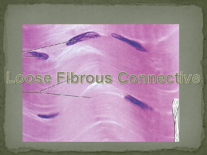 Loose Fibrous Connective 