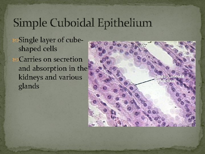 Simple Cuboidal Epithelium Single layer of cube- shaped cells Carries on secretion and absorption