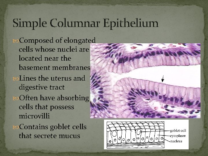 Simple Columnar Epithelium Composed of elongated cells whose nuclei are located near the basement