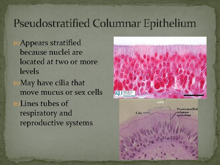 Pseudostratified Columnar Epithelium Appears stratified because nuclei are located at two or more levels