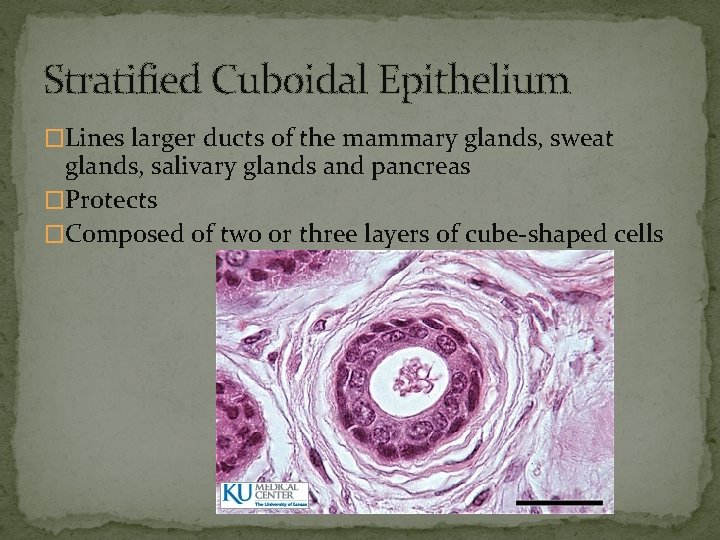 Stratified Cuboidal Epithelium �Lines larger ducts of the mammary glands, sweat glands, salivary glands