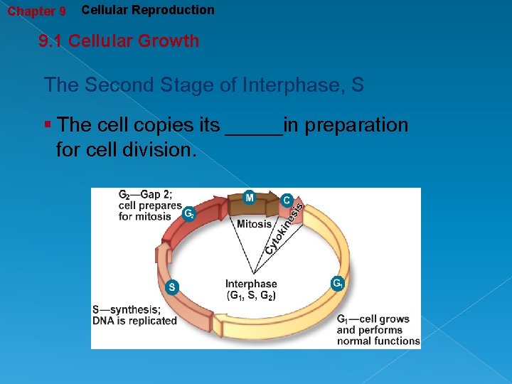 Chapter 9 Cellular Reproduction 9. 1 Cellular Growth The Second Stage of Interphase, S