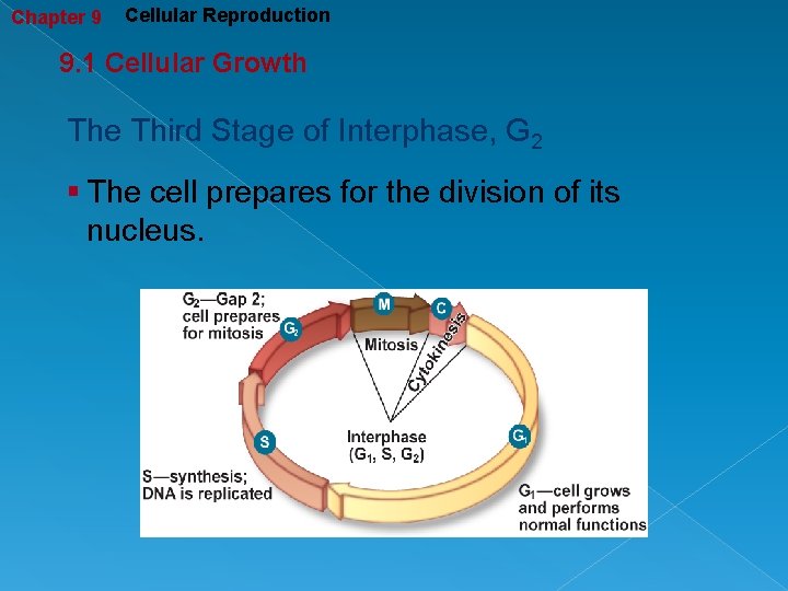 Chapter 9 Cellular Reproduction 9. 1 Cellular Growth The Third Stage of Interphase, G