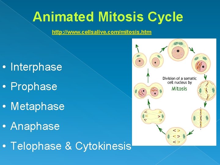 Animated Mitosis Cycle http: //www. cellsalive. com/mitosis. htm • Interphase • Prophase • Metaphase