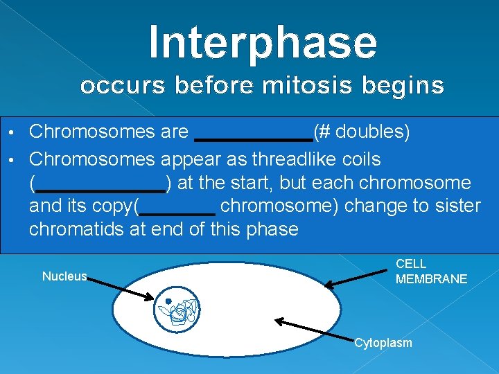 Interphase occurs before mitosis begins Chromosomes are ______(# doubles) • Chromosomes appear as threadlike