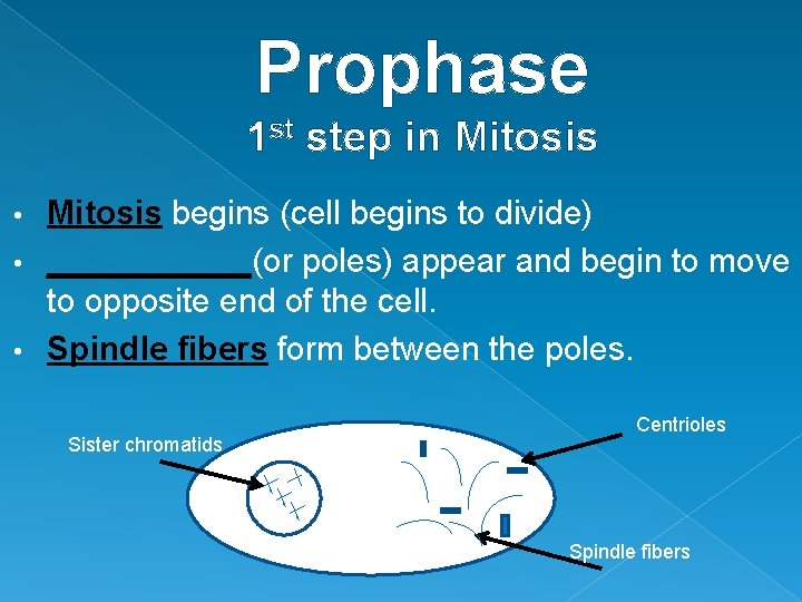 Prophase 1 st step in Mitosis begins (cell begins to divide) • ______(or poles)
