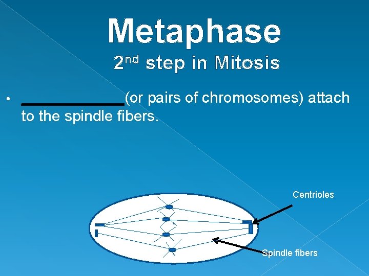 Metaphase 2 nd step in Mitosis • ______(or pairs of chromosomes) attach to the