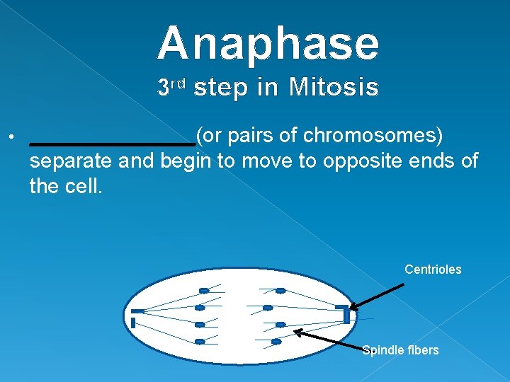 Anaphase 3 rd step in Mitosis • _______(or pairs of chromosomes) separate and begin