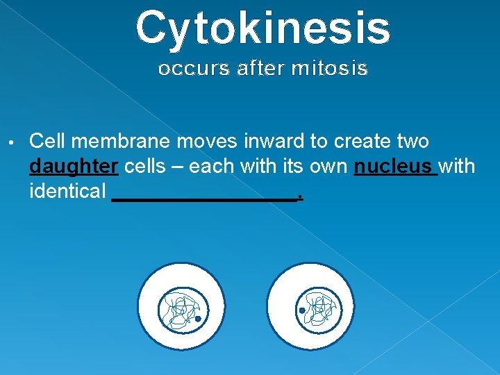 Cytokinesis occurs after mitosis • Cell membrane moves inward to create two daughter cells