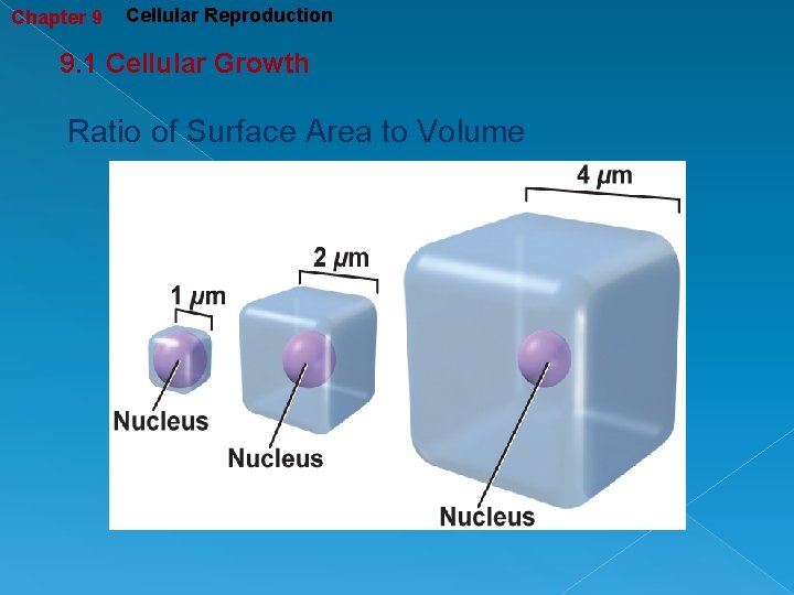 Chapter 9 Cellular Reproduction 9. 1 Cellular Growth Ratio of Surface Area to Volume