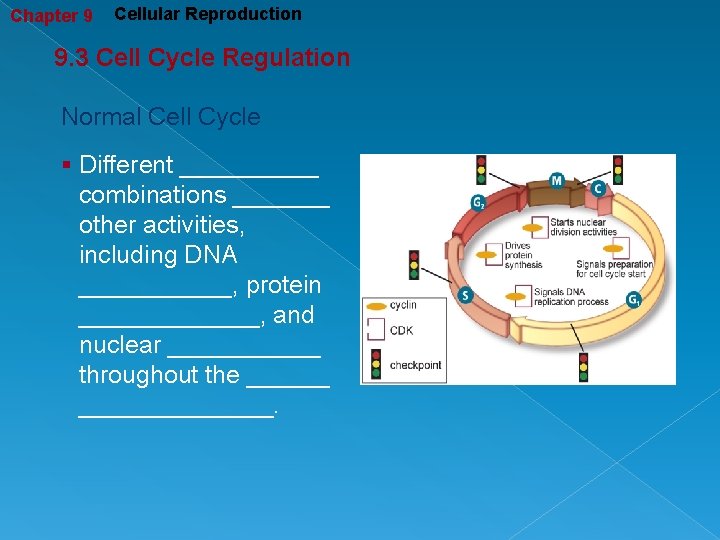Chapter 9 Cellular Reproduction 9. 3 Cell Cycle Regulation Normal Cell Cycle § Different