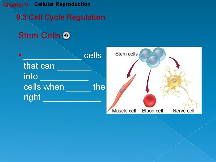 Chapter 9 Cellular Reproduction 9. 3 Cell Cycle Regulation Stem Cells § ______ cells