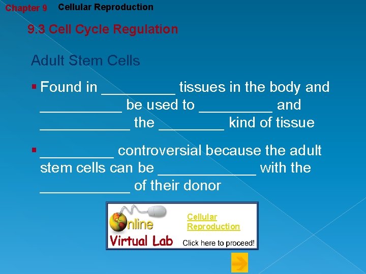 Chapter 9 Cellular Reproduction 9. 3 Cell Cycle Regulation Adult Stem Cells § Found