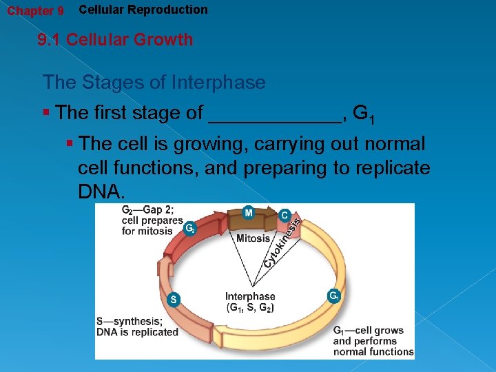 Chapter 9 Cellular Reproduction 9. 1 Cellular Growth The Stages of Interphase § The