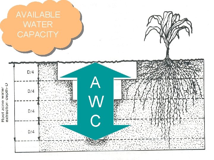 AVAILABLE WATER CAPACITY A W C 