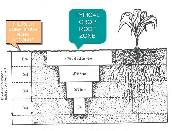 THE ROOT ZONE IS OUR BANK ACCOUNT TYPICAL CROP ROOT ZONE 