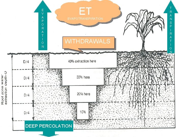 E V A P O R A T I O N ET EVAPOTRANSPIRATION WITHDRAWALS