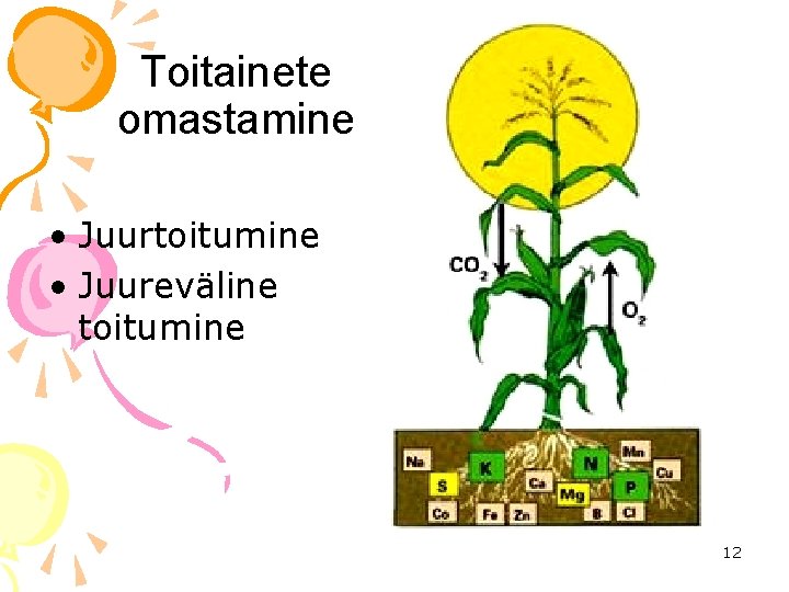 Toitainete omastamine • Juurtoitumine • Juureväline toitumine 12 