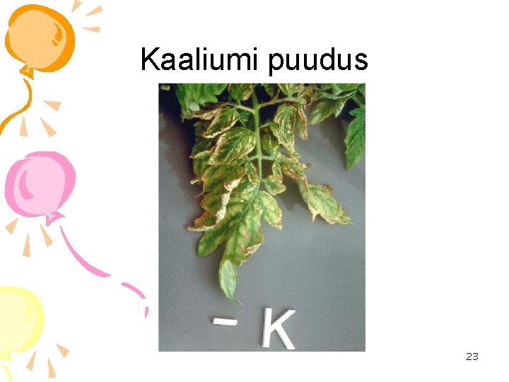 Kaaliumi puudus 23 