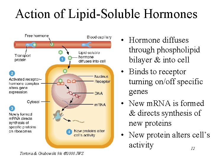 Action of Lipid-Soluble Hormones Tortora & Grabowski 9/e 2000 JWS • Hormone diffuses through