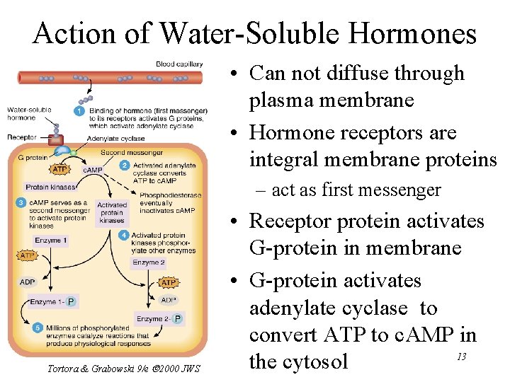 Action of Water-Soluble Hormones • Can not diffuse through plasma membrane • Hormone receptors