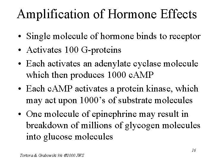 Amplification of Hormone Effects • Single molecule of hormone binds to receptor • Activates