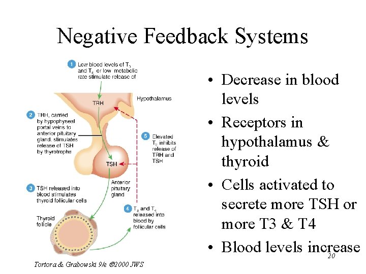 Negative Feedback Systems Tortora & Grabowski 9/e 2000 JWS • Decrease in blood levels
