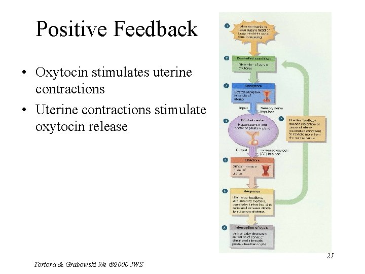 Positive Feedback • Oxytocin stimulates uterine contractions • Uterine contractions stimulate oxytocin release Tortora
