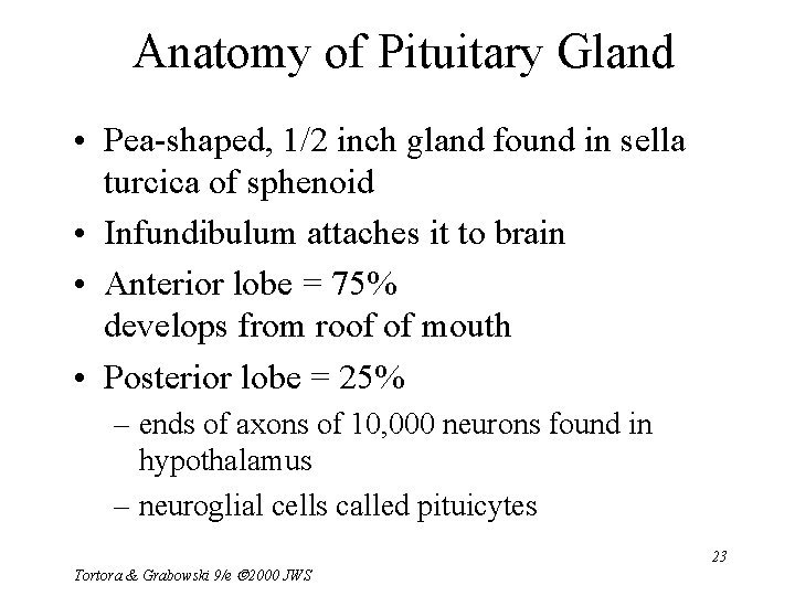 Anatomy of Pituitary Gland • Pea-shaped, 1/2 inch gland found in sella turcica of