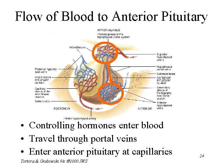 Flow of Blood to Anterior Pituitary • Controlling hormones enter blood • Travel through