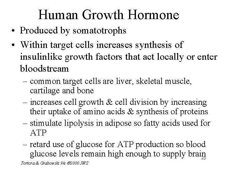 Human Growth Hormone • Produced by somatotrophs • Within target cells increases synthesis of