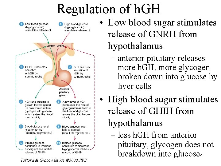 Regulation of h. GH • Low blood sugar stimulates release of GNRH from hypothalamus