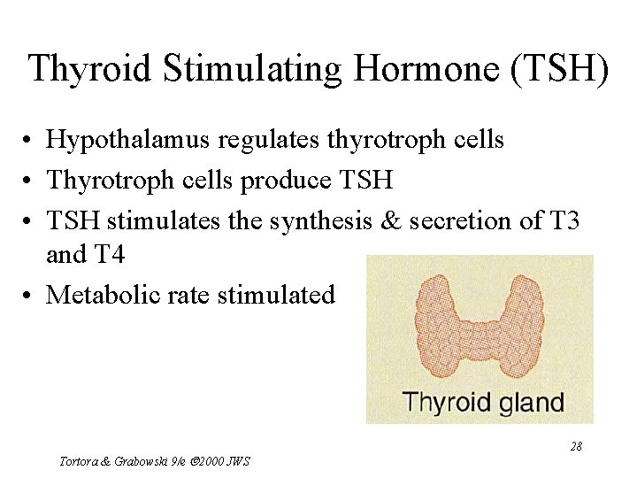 Thyroid Stimulating Hormone (TSH) • Hypothalamus regulates thyrotroph cells • Thyrotroph cells produce TSH