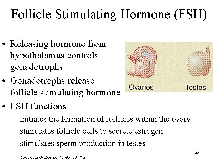 Follicle Stimulating Hormone (FSH) • Releasing hormone from hypothalamus controls gonadotrophs • Gonadotrophs release