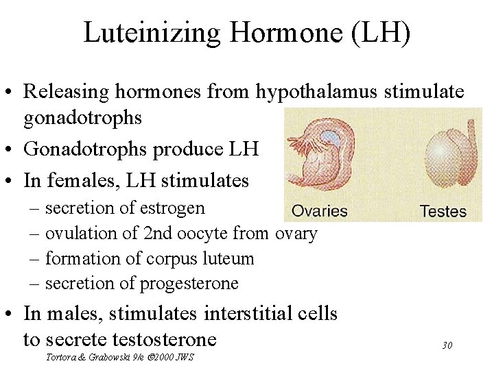 Luteinizing Hormone (LH) • Releasing hormones from hypothalamus stimulate gonadotrophs • Gonadotrophs produce LH
