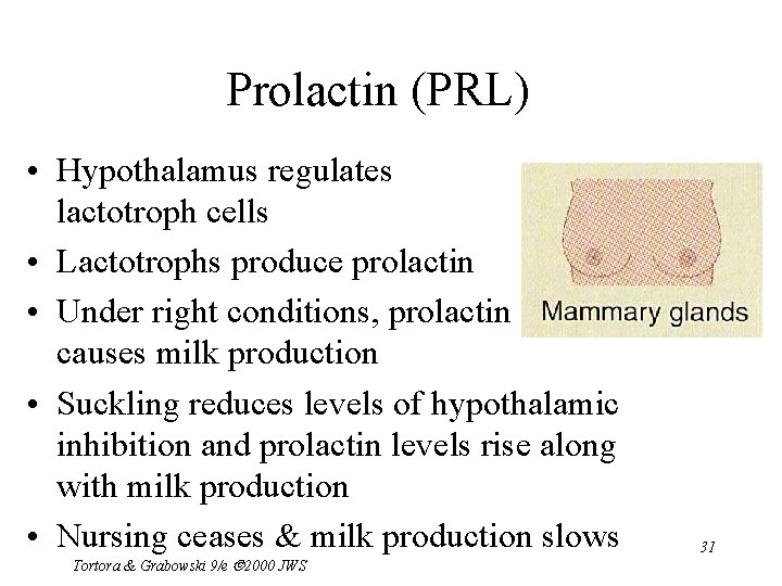 Prolactin (PRL) • Hypothalamus regulates lactotroph cells • Lactotrophs produce prolactin • Under right