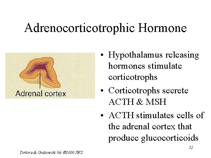 Adrenocorticotrophic Hormone • Hypothalamus releasing hormones stimulate corticotrophs • Corticotrophs secrete ACTH & MSH