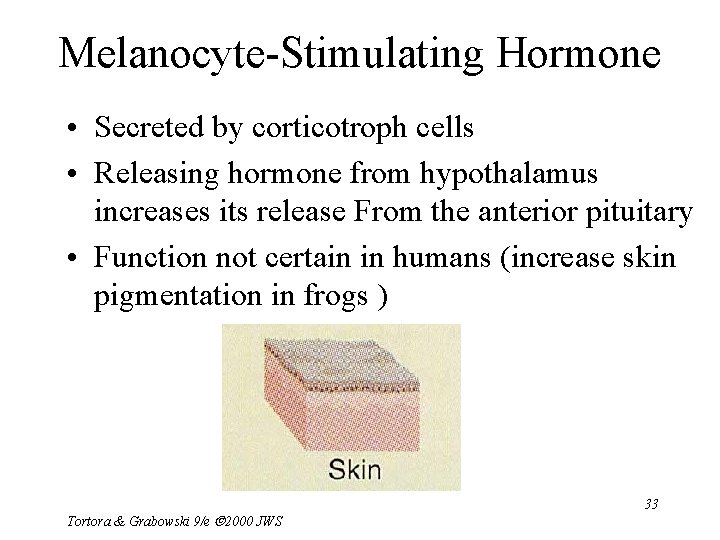 Melanocyte-Stimulating Hormone • Secreted by corticotroph cells • Releasing hormone from hypothalamus increases its