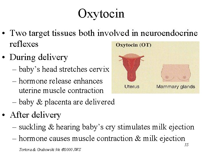 Oxytocin • Two target tissues both involved in neuroendocrine reflexes • During delivery –