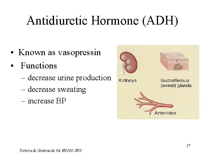 Antidiuretic Hormone (ADH) • Known as vasopressin • Functions – decrease urine production –