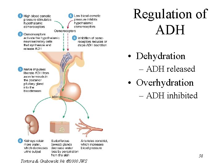 Regulation of ADH • Dehydration – ADH released • Overhydration – ADH inhibited Tortora